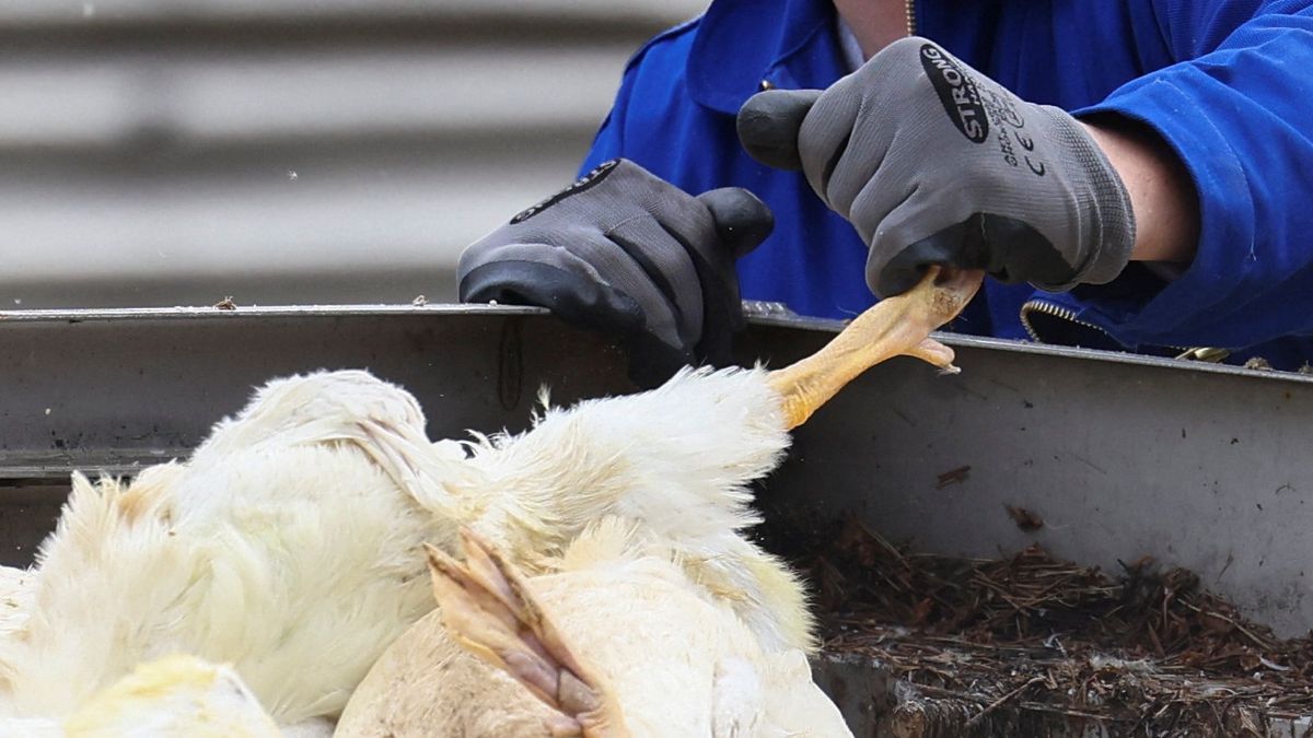 Vejce mohou zdražit kvůli ptačí chřipce v Německu